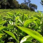 पूर्वीनाकाबाट एक अर्ब ३७ करोडको चिया निर्यात