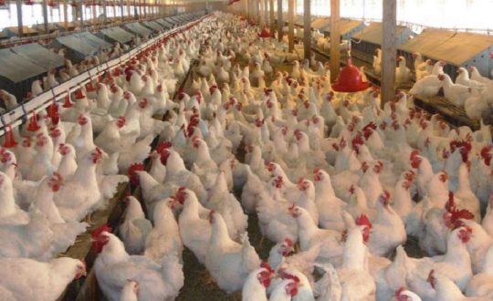 चितवनका कुखुरामा ‘चिकेन एनेमिया भाइरस’ देखियाे