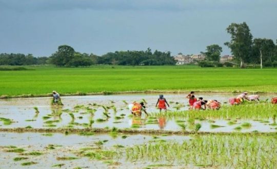 मधेसमा ७७ प्रतिशत धान रोपाइँ, २७ प्रतिशतले उत्पादन घट्ने अनुमान