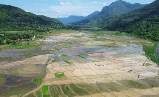 देशभर ९१ प्रतिशत धान रोपाइँ सम्पन्न !