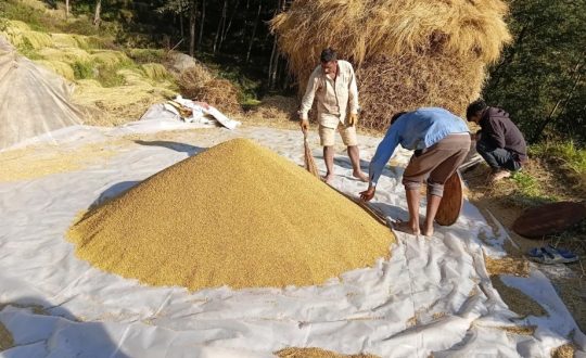 अनियमित मौसमको असर : यस वर्ष धान उत्पादन घट्यो