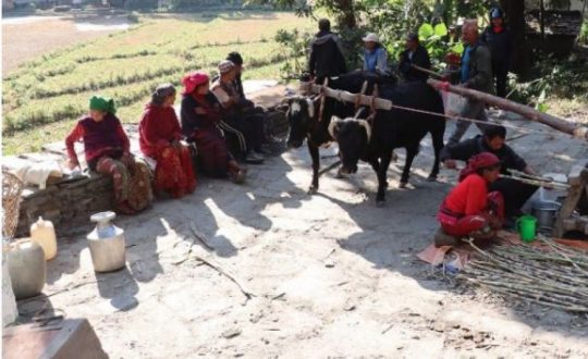 निरन्तर चल्दै छ कोलमा उखु पेल्ने चलन