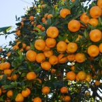 मौसमले साथ दिँदा सुन्तला उत्पादनमा वृद्धि, यसवर्ष २६ करोड ९० लाख बराबरको बिक्री