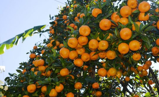 मौसमले साथ दिँदा सुन्तला उत्पादनमा वृद्धि, यसवर्ष २६ करोड ९० लाख बराबरको बिक्री