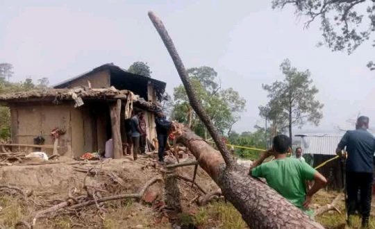 घरमाथि रुख ढल्दा बुहारीको मृत्यु, सासू घाइते