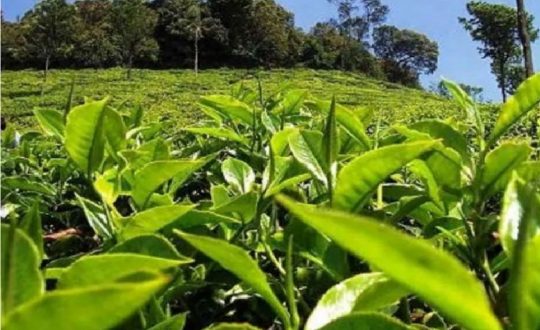 पूर्वीनाकाबाट एक अर्ब ३७ करोडको चिया निर्यात