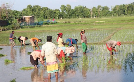 देशभर ७८ प्रतिशत बढी भूभागमा धान रोपाइँ