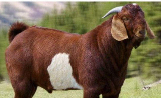 खसी विवादपछि कुटाकुट हुँदा एक जनाको मृत्यु !