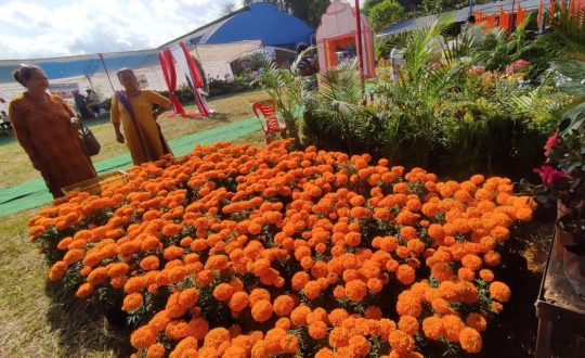 पोखरामा यस वर्षको तिहारमा ३ लाख फूलको माला खपत हुने अनुमान !