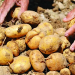 मुस्ताङमा आलुको उत्पादन क्षेत्र विस्तार : ६२ करोडको ८२ लाख बढीको बिक्री