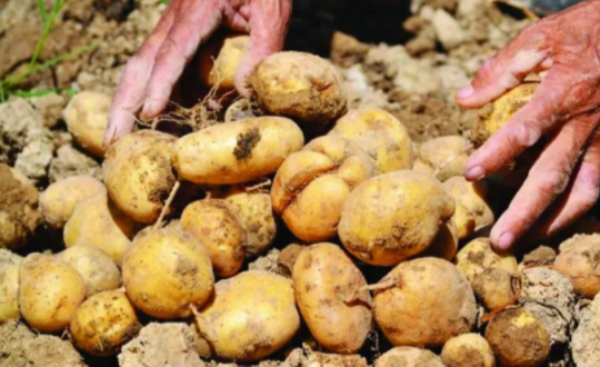 मुस्ताङमा आलुको उत्पादन क्षेत्र विस्तार : ६२ करोडको ८२ लाख बढीको बिक्री