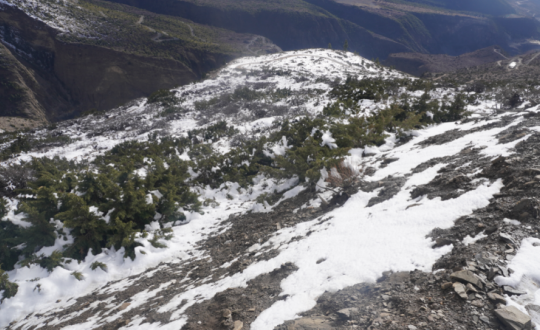 मुस्ताङमा पटकपटक हिमपात, किसान र पशुपालक व्यवसायीलाई राहत