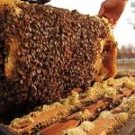 ‘अनुसन्धान, प्रविधि र सहकार्यका लागि अन्तरराष्ट्रिय मौरी सम्मेलन’