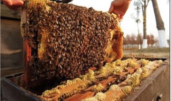 ‘अनुसन्धान, प्रविधि र सहकार्यका लागि अन्तरराष्ट्रिय मौरी सम्मेलन’