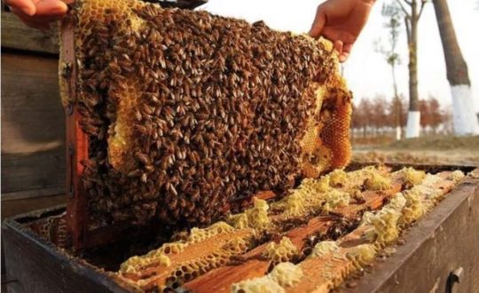 ‘अनुसन्धान, प्रविधि र सहकार्यका लागि अन्तरराष्ट्रिय मौरी सम्मेलन’