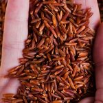 जुम्लाबाट एक वर्षमा तीन करोड बढी मूल्यको मार्सी चामल बिक्री