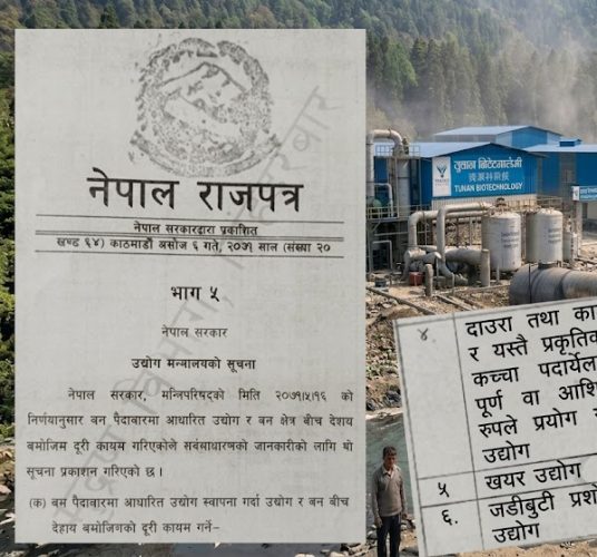 जडीबुटी प्रशोधनको आवरणमा ‘संगठित अपराध’: नेपालको कानून र पर्यावरणको धज्जी