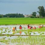 बढ्दो सहरीकरणले उपत्यकामा खेतीयोग्य जमिन मासिँदै