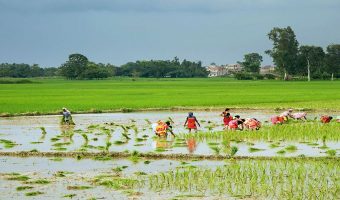 बढ्दो सहरीकरणले उपत्यकामा खेतीयोग्य जमिन मासिँदै